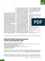 Differential DNA Damage Response in Stem and Progenitor Cells