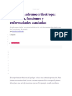 Hormona Adrenocorticotropa Definición, Funciones y Enfermedades Asociadas