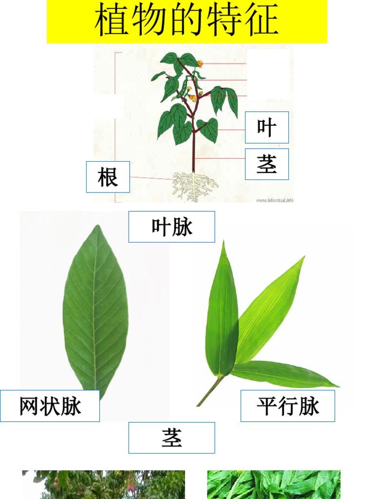 植物如何繁殖 Pdf