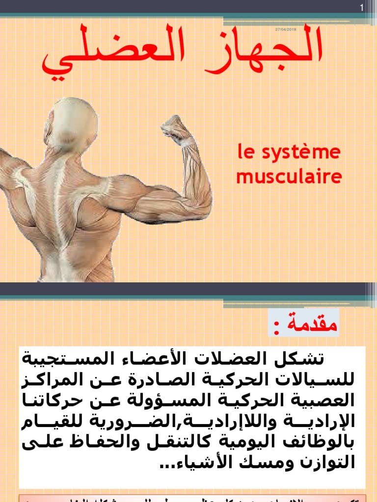 الجهاز العضلي