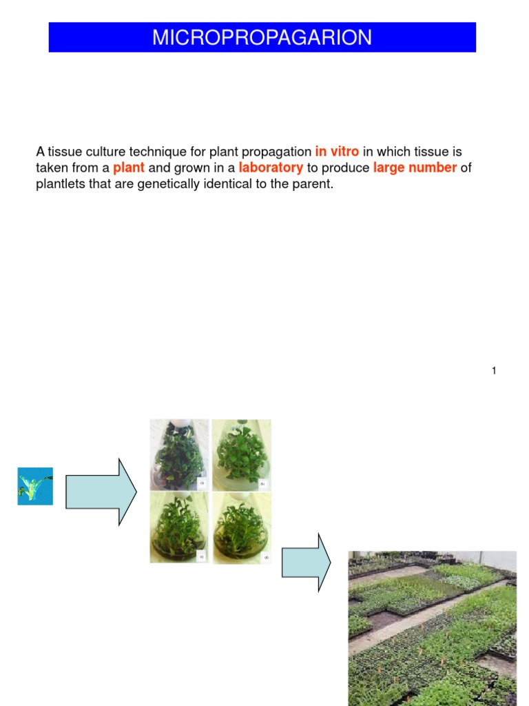 Micropropagation Techniques Guide | PDF | Branches Of Botany | Biology