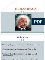 The Human Brain