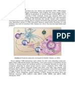Patofisiologi & Patogenesis Hepatitis B