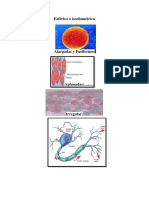 FORMAS DE CELULAS.docx