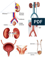 Sistema Urinario