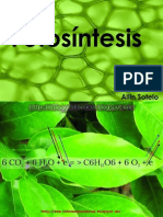 Guía de Fotosíntesis: Procesos, Pigmentos y Cloroplastos