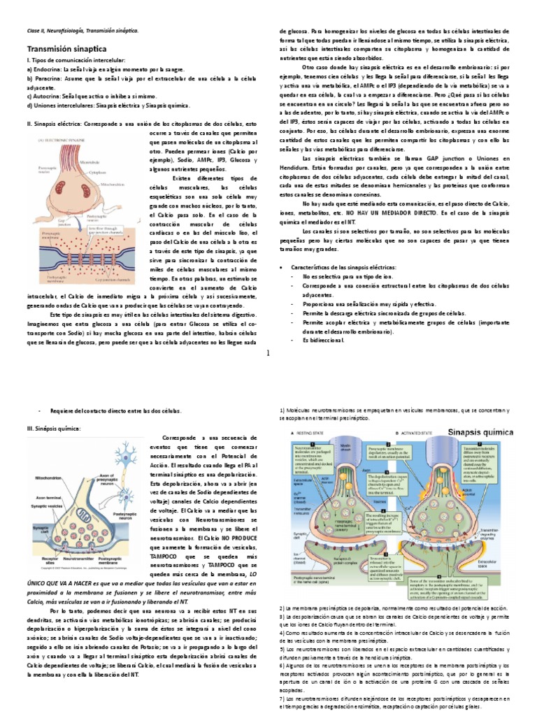 Transmisión Sináptica: Tipos y Funciones | PDF | Sinapsis | Potencial ...