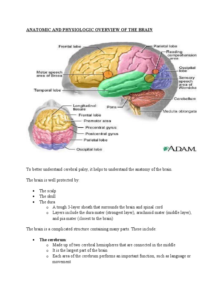 Cerebral Palsy Anatomy | Congenital Disorder | Sports