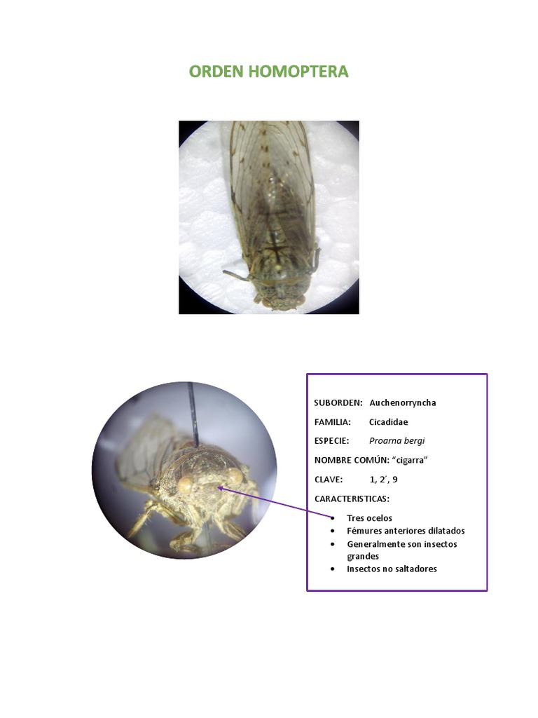 Orden Homoptera K | PDF