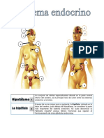 Sistema Endocrino