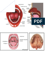 Anatomiai de Boca y Lengua