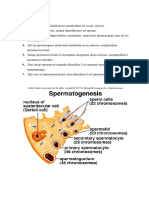 Spermatogenesis (Makalah)