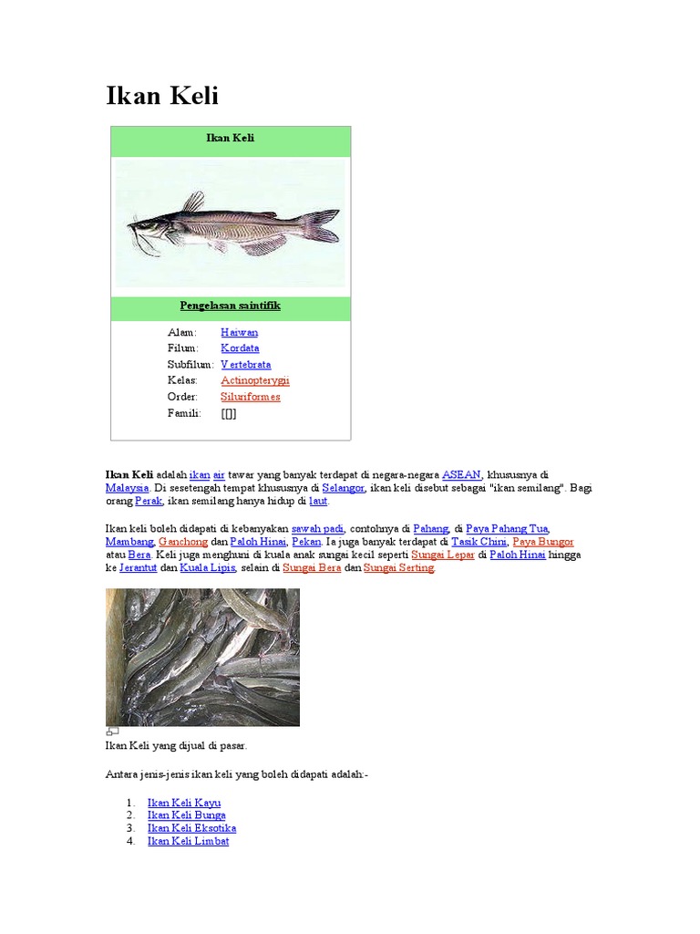 Ikan Keli Ikan Keli Pengelasan Saintifik