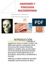 Anatomía Bucal