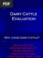 Judging Dairy Cattle | PDF | Dairy Cattle | Cattle