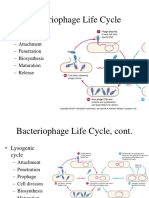 Bacteriophage Life Cycle