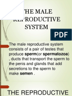 The Male Reproductive System