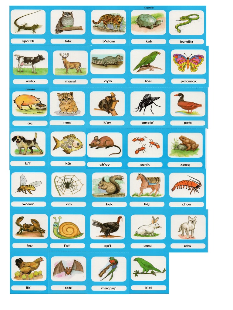Animales en idioma Kaqchikel