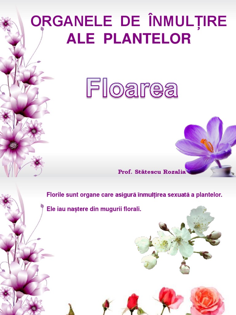 Floarea - Alcătuire Și Funcții | PDF