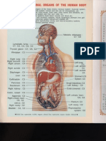 Longevitology - Position of Internal Organs