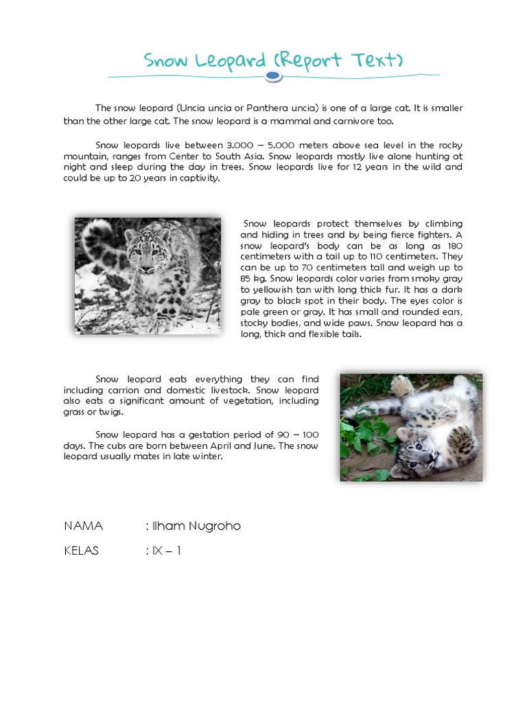 Nama: Ilham Nugroho Kelas: IX - 1: Snow Leopards Protect Themselves by