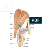 Sistema Hepatico Biliar