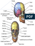 HUESOS CRANEALES.pptx