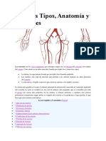 Arterias Tipos