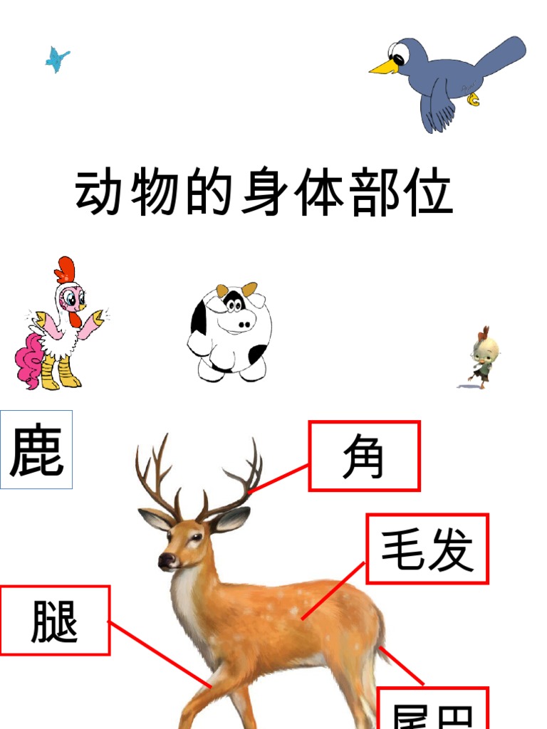 动物的身体部位pdf Pdf