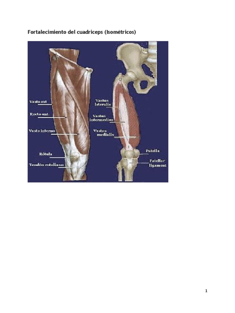 Ejercicios Isometricos Pdf Ejercicio Físico Contracción Muscular