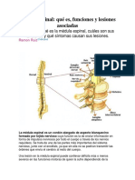 Médula Espinal