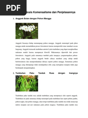 Menakjubkan 27 Gambar Simbiosis  Anggrek  Dan  Pohon  Mangga  
