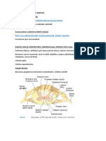 180406 Lab2 Hist Medula Cortex Nervis