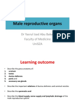 Male Reproductive Organs 2018