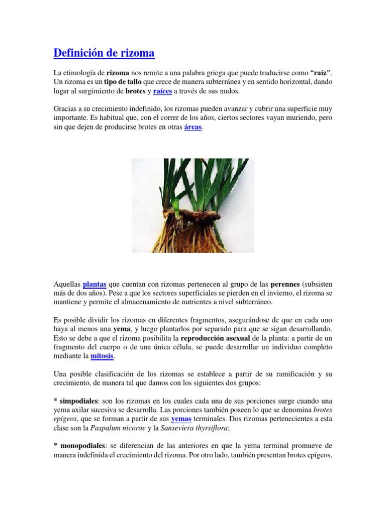 Definición de Rizoma | Plantas | Ciencia filosófica