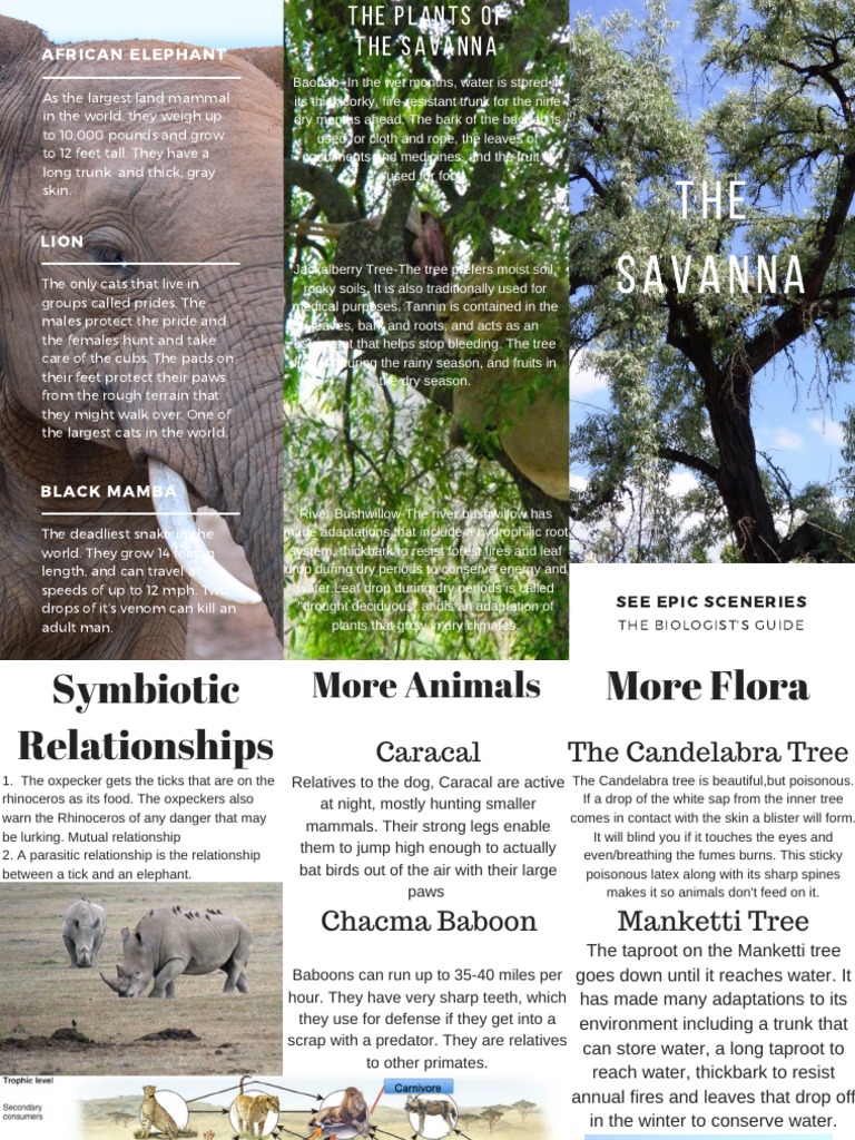 savanna travel brochure