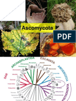 Ascomycota