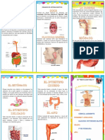 El Sistema Digestivo Es El Conjunto de Órganos