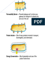 Transporte y Bacteriocinas