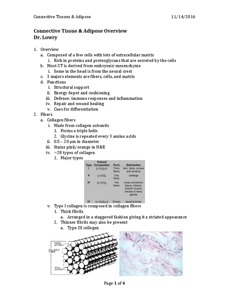 Connective Tissue Essentials | PDF | Collagen | Connective Tissue
