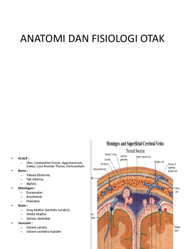 Anatomi Tabula Interna dan Eksterna Otak