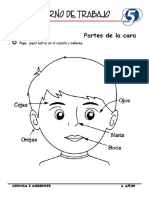 Partes de La Cara PDF