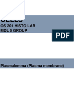 Os 201 Histo Lab Cells