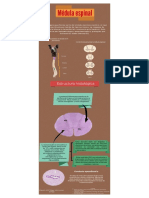 Médula espinal.pdf