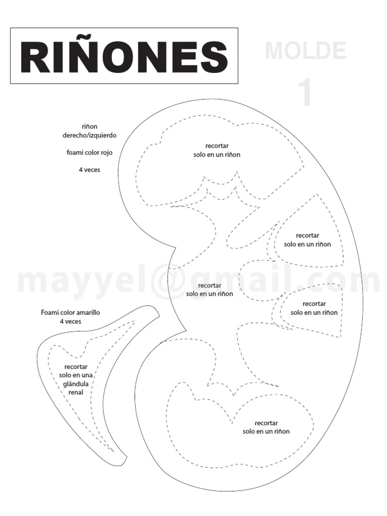 Maqueta de Riñón en Foami | PDF