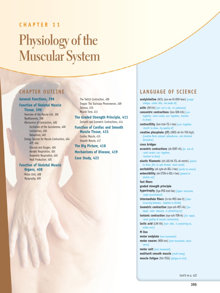 Muscular System Physiology | PDF | Muscle Contraction | Myocyte