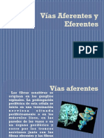 Vías Aferentes y Eferentes