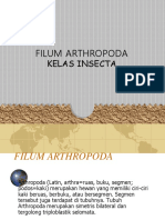 Kelas Insecta..ppt