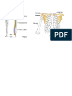 anatomia 2.docx