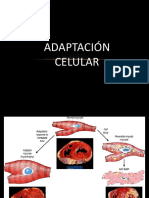 Adaptacion Celular